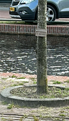 Perkje om boom